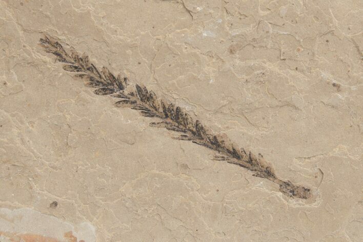 Metasequoia Fossil - McAbee Fossil Beds, BC #221123